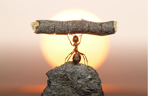 Una hormiga está subida a una piedra, y con sus brazos elevados -como de si de una pesa se tratara- sostiene un tronco. En el fondo un sol redondo, dorado. Símbolo de resistencia, de logro, de aprendizaje de la situación.